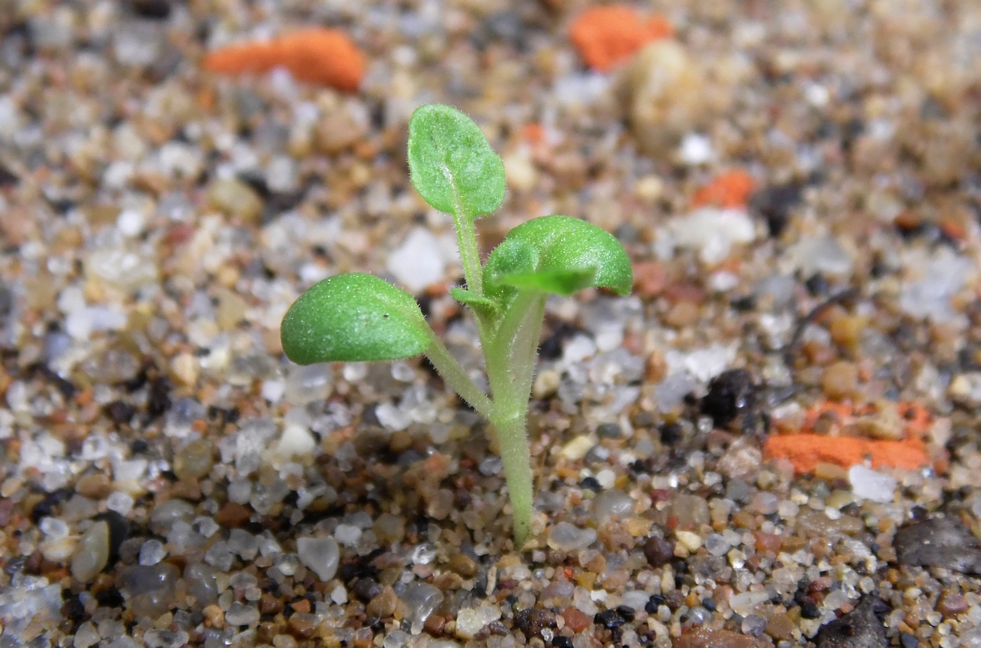 Изображение особи Scutellaria transiliensis.