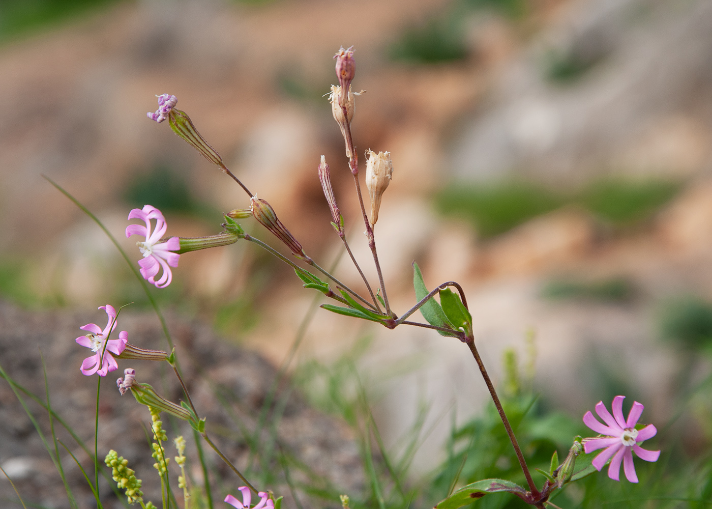 Image of Silene oliveriana specimen.