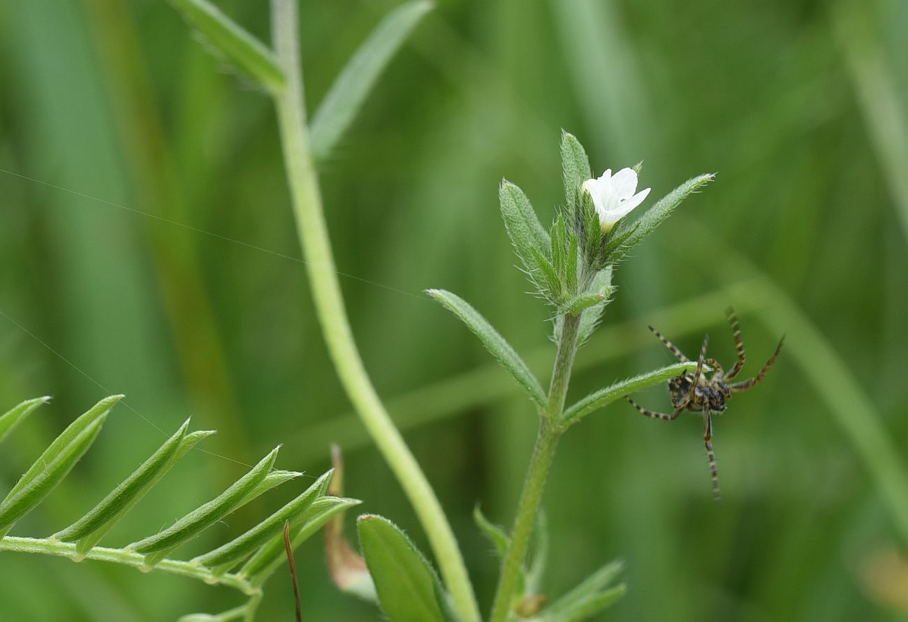 Изображение особи Buglossoides arvensis.