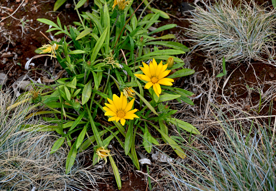 Изображение особи Gazania × hybrida.