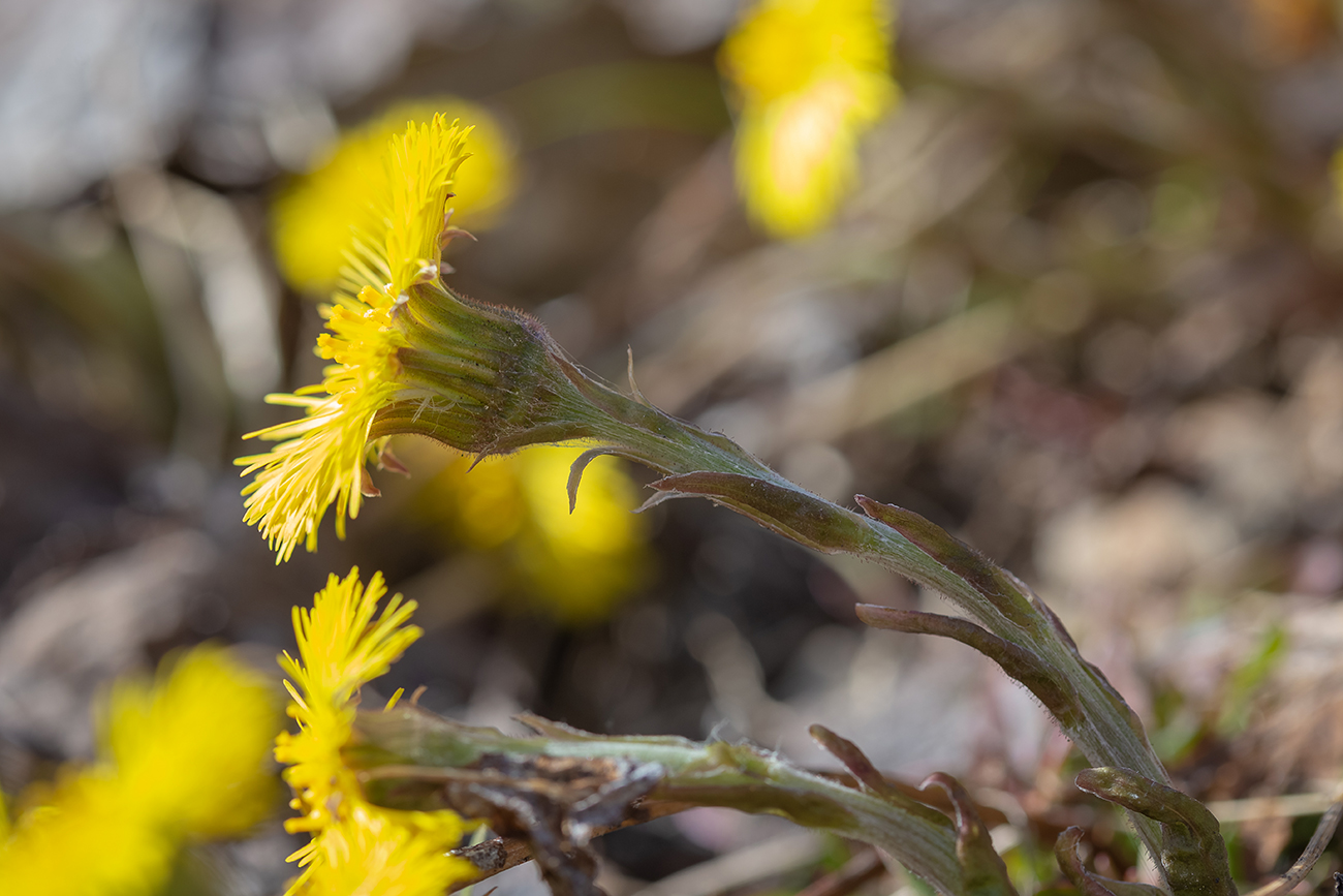 Image of Tussilago farfara specimen.