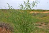 Asparagus inderiensis. Верхушка доцветающего и плодоносящего растения. Астраханская обл., Наримановский р-н, окр. с. Николаевка, опустыненная степь, склон солонцеватой низины. 17.05.2026.