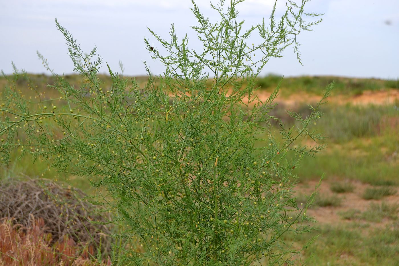 Image of Asparagus inderiensis specimen.