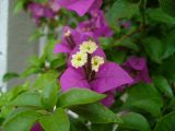 genus Bougainvillea