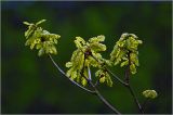 Quercus robur. Часть ветви с развивающимися листьями. Московская обл., Раменский р-н, окр. дер. Хрипань, садовый участок. 12.05.2026.