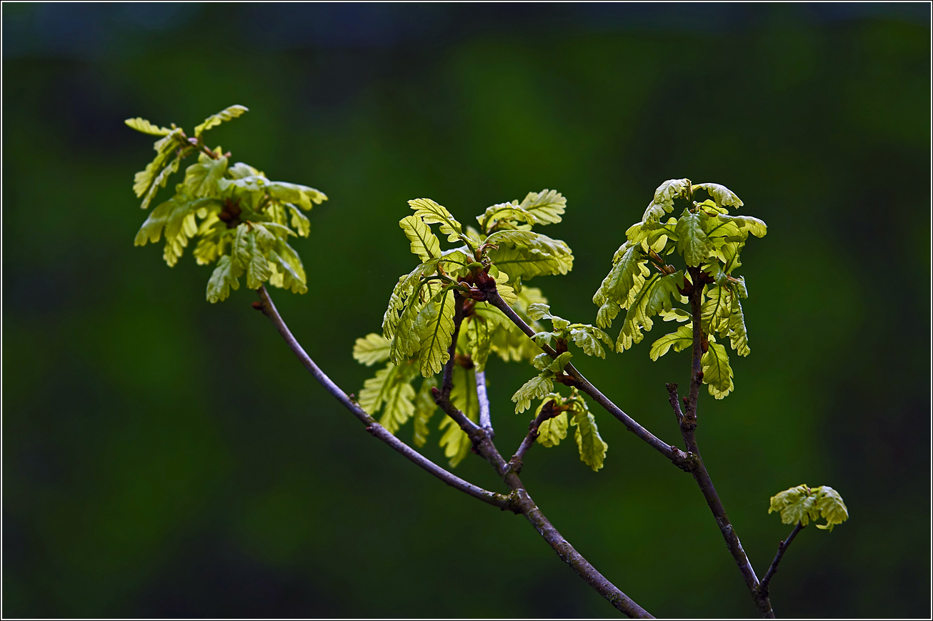 Image of Quercus robur specimen.