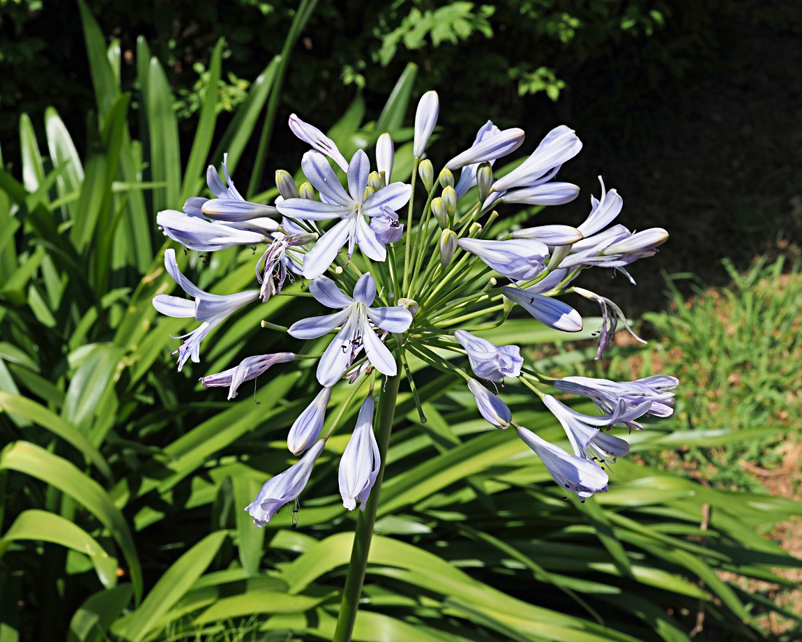 Image of Agapanthus africanus specimen.