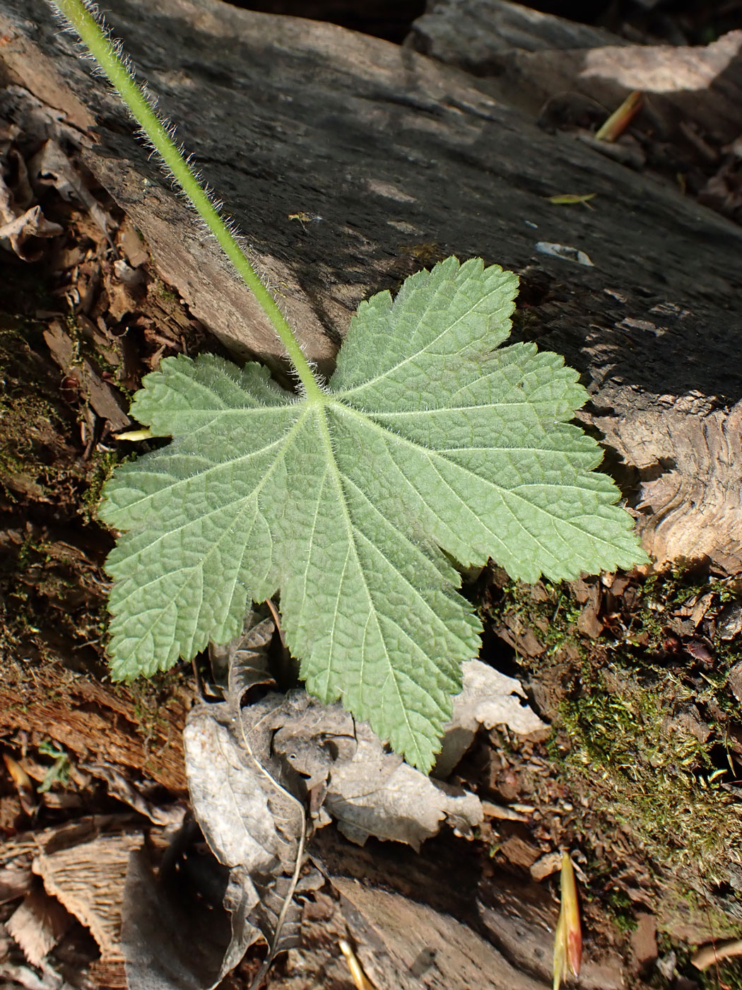 Image of Ribes pallidiflorum specimen.