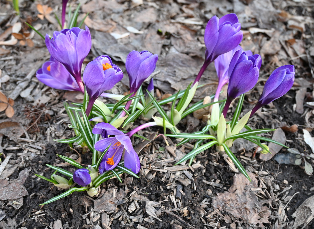 Изображение особи род Crocus.