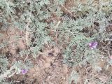 Astragalus subarcuatus