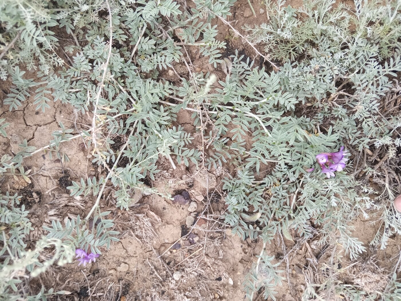 Image of Astragalus subarcuatus specimen.