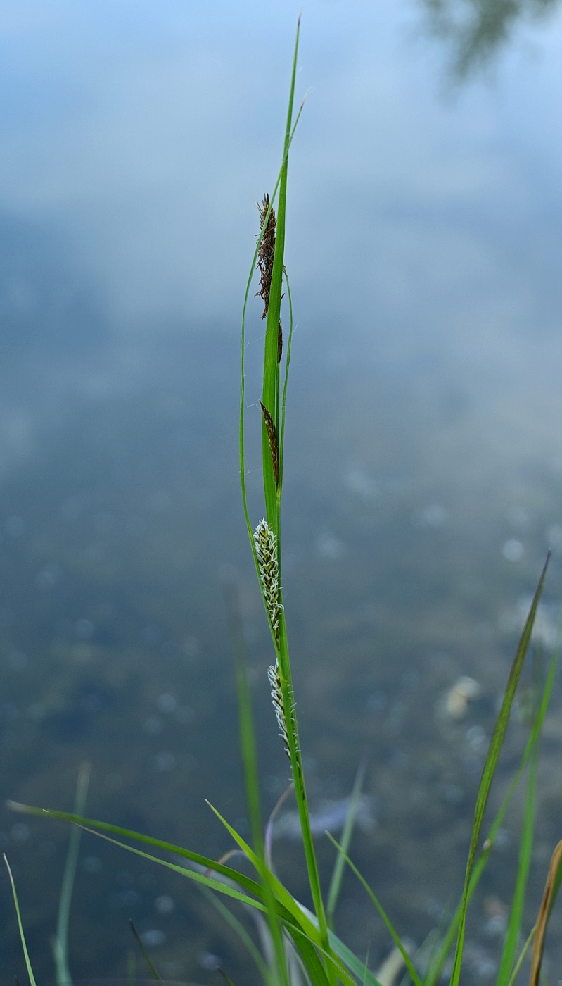 Изображение особи род Carex.