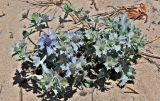 Eryngium maritimum. Цветущее растение. Португалия, округ Бежа, устье р. Мира, песчаный пляж. 05.06.2026.