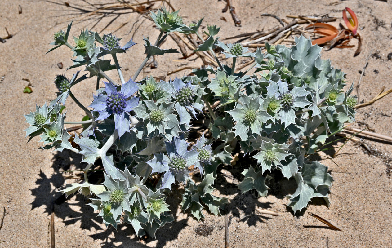 Изображение особи Eryngium maritimum.