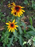 Rudbeckia hirta. Цветущее растение. Московская обл., г. Железнодорожный, в культуре. 07.08.2026.
