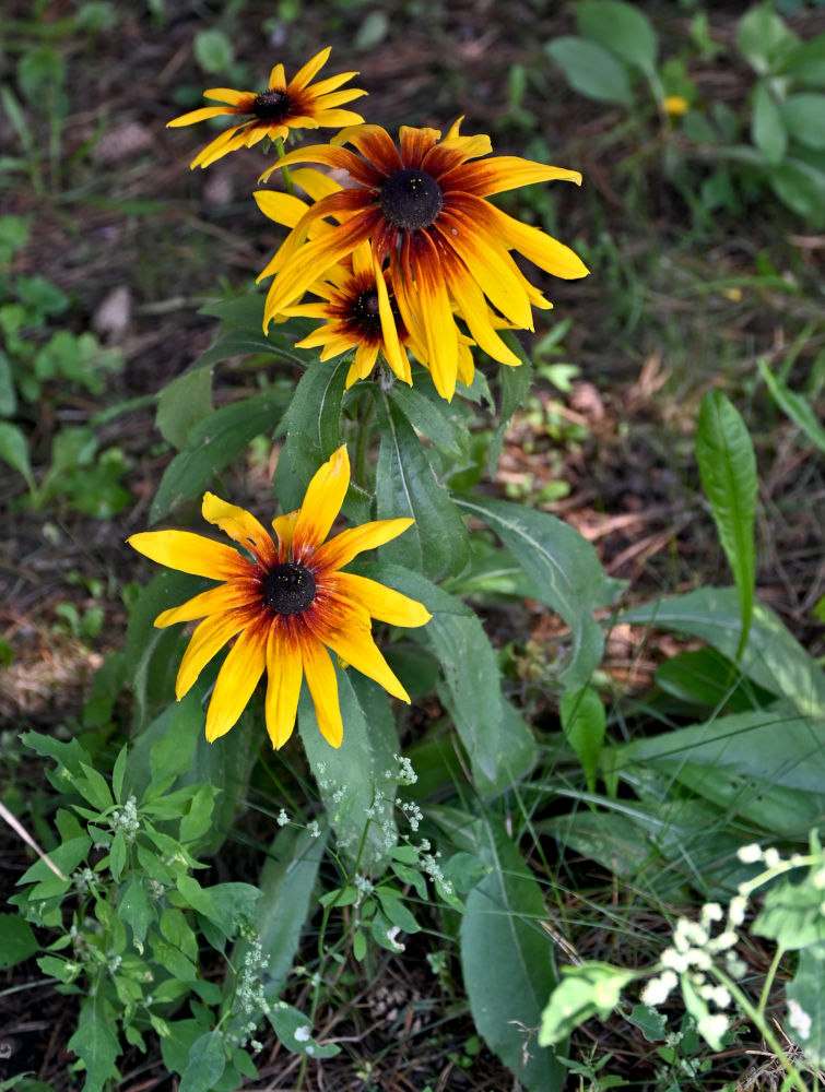 Изображение особи Rudbeckia hirta.