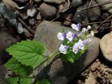 Scutellaria pekinensis