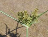 Cyperus esculentus. Верхушка побега с соцветием. Испания, Каталония, пров. Жирона, комарка Баш Эмпорда, муниципалитет Тороэлья-де-Монгри, пляж Фонольера (la Fonollera), переходная зона между маршевым лугом и тыловым склоном дюны, бессточное микропонижение. 11.09.2026.