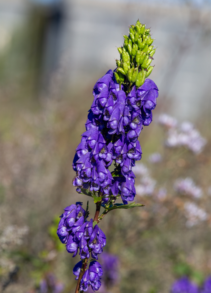Image of Aconitum kusnezoffii specimen.