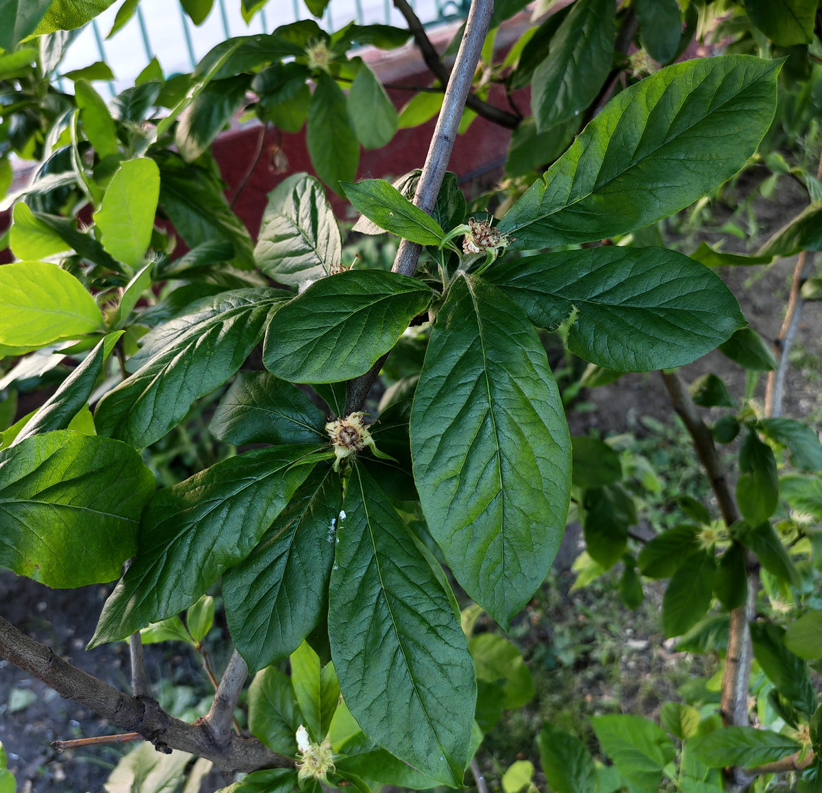 Изображение особи Mespilus germanica.