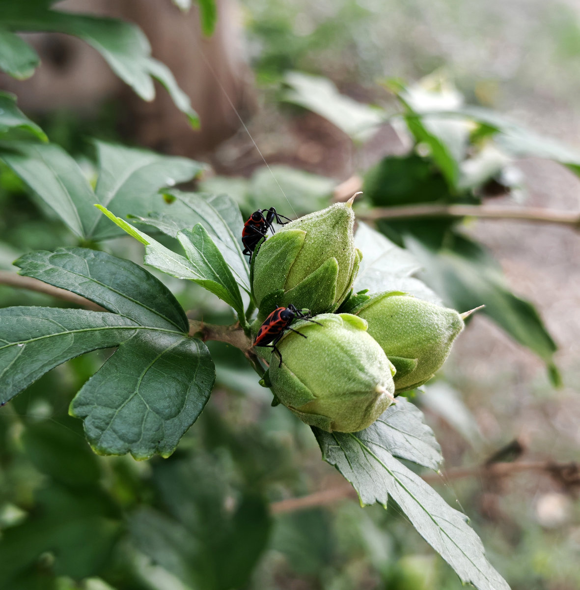 Изображение особи Hibiscus syriacus.