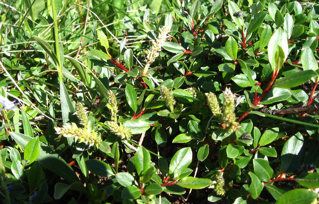 Image of Salix kazbekensis specimen.