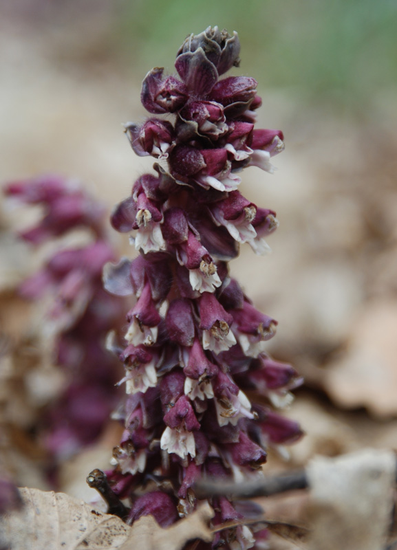 Image of Lathraea squamaria specimen.