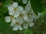 Crataegus monogyna. Соцветие. Ростовская обл., Персиановская степь, окр. станицы Красюковская, на дне балки. 23 мая 2011 г.