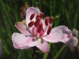 Butomus umbellatus. Цветок до раскрывания пыльников. Нидерланды, провинция Drenthe, Peizermade, в прибрежной зоне мелиоративного канала. 8 июня 2008 г.