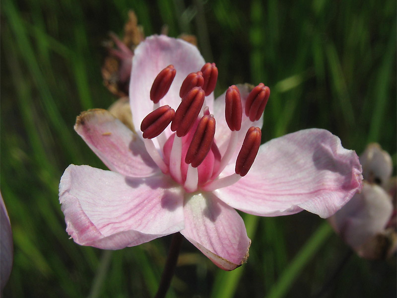 Изображение особи Butomus umbellatus.