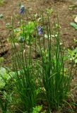 Allium sikkimense