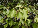 Hedera helix