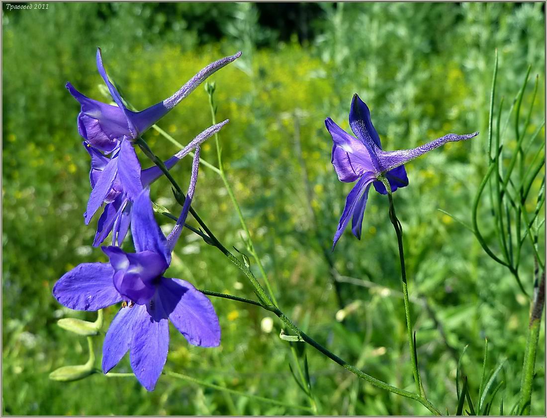 Image of Delphinium consolida specimen.