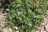 Thymus incertus