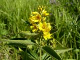 Lysimachia vulgaris. Верхушка цветущего растения. Новосибирская обл., Карасукский р-н, с. Благодатное, заболоченная поляна колка. 18.07.2011.