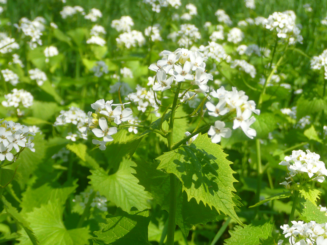 Image of Alliaria petiolata specimen.