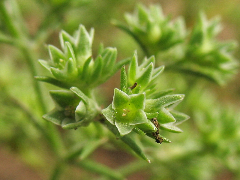 Изображение особи Scleranthus annuus.