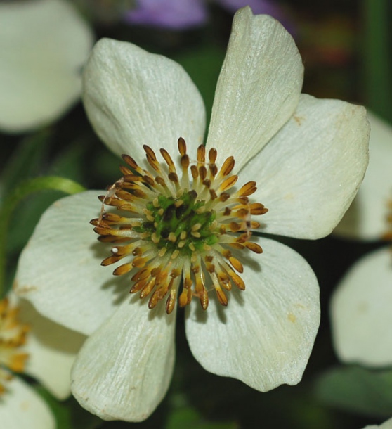 Изображение особи Anemonastrum villosissimum.