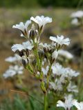 Gypsophila uralensis. Соцветие. Полярный Урал, берег Лагортаю. 31.07.2011.