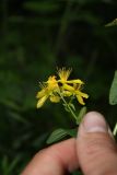 Image of taxon representative. Author is Антон Попович