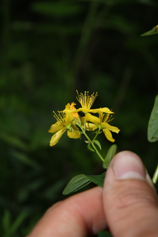 Image of Hypericum hirsutum specimen.