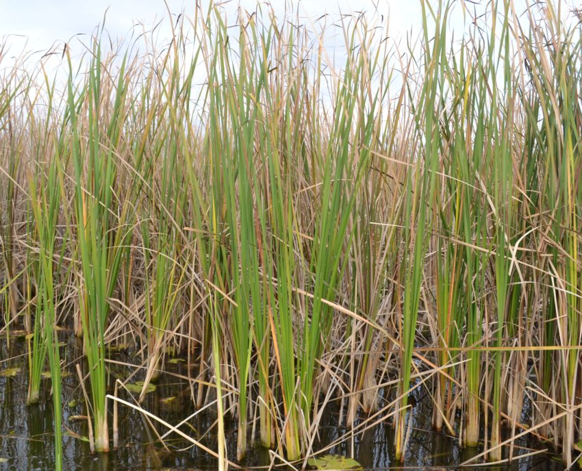 Изображение особи Typha angustifolia.