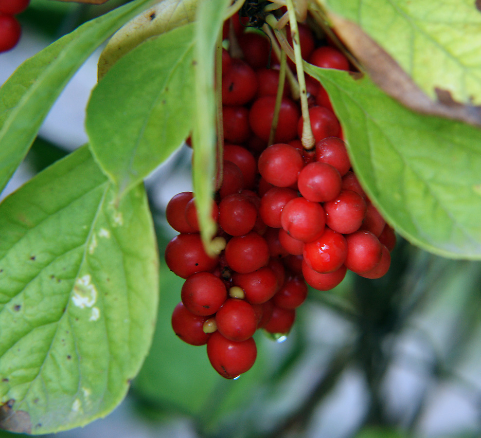 Изображение особи Schisandra chinensis.