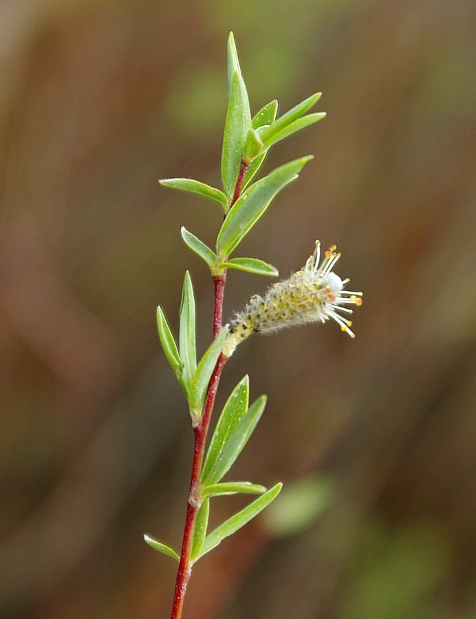 Изображение особи Salix vinogradovii.