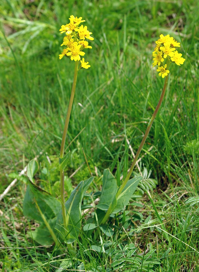 Image of Ligularia alpigena specimen.