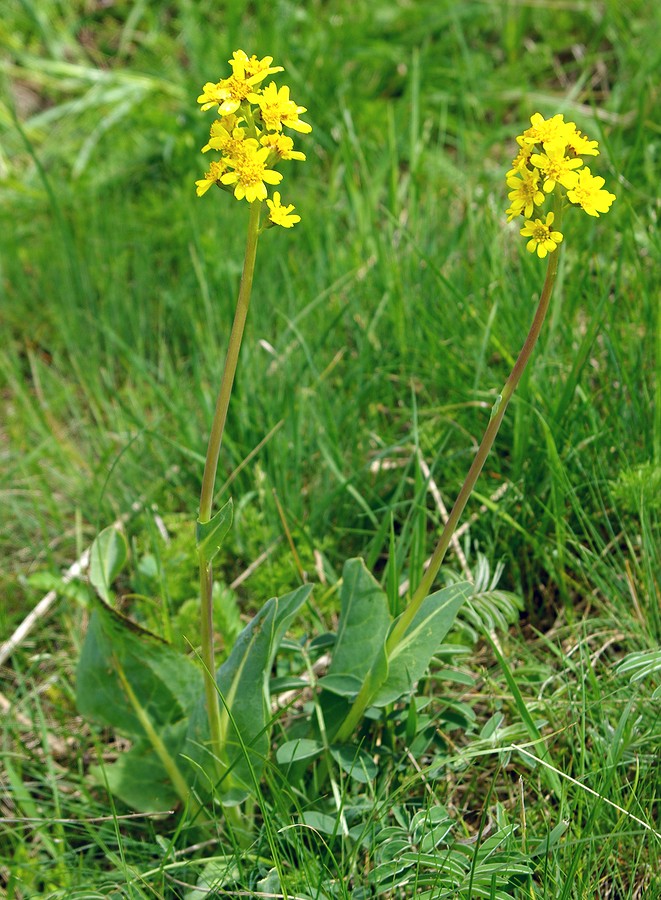 Изображение особи Ligularia alpigena.