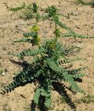 Astragalus vulpinus