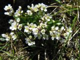 Cardamine bellidifolia