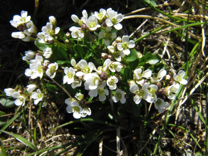 Изображение особи Cardamine bellidifolia.