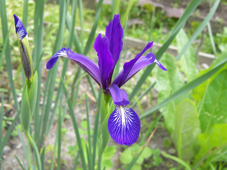 Image of Iris prilipkoana specimen.